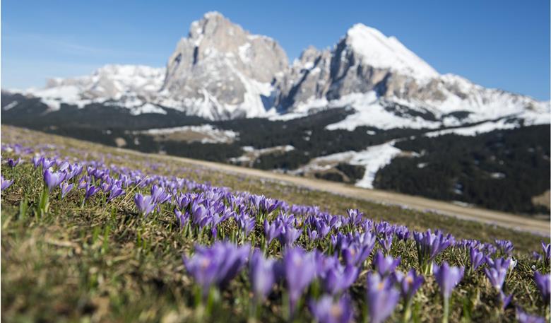 Crochi in fiore sull’Alpe di Siusi