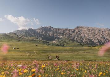 Prati in fiore sull’Alpe di Siusi in estate