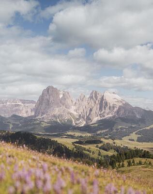 Erica in fiore sull’Alpe di Siusi.