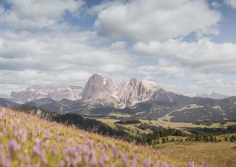 Blooming heather on the Alpe di Siusi