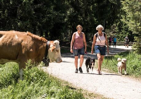 Zwei Frauen gehen mit ihren angeleinten Hunden einen Wanderweg entlang, daneben steht eine Kuh