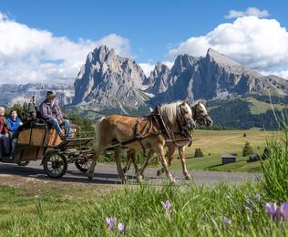 Eine Gruppe von Personen fährt mit der Pferdekutsche einen Weg auf der Seiser Alm entlang