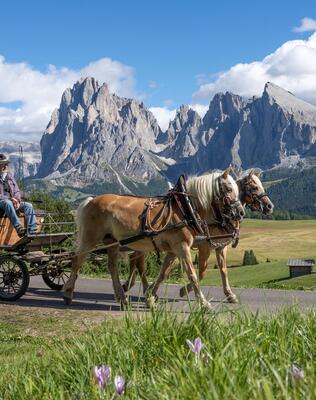 Eine Gruppe von Personen fährt mit der Pferdekutsche einen Weg auf der Seiser Alm entlang