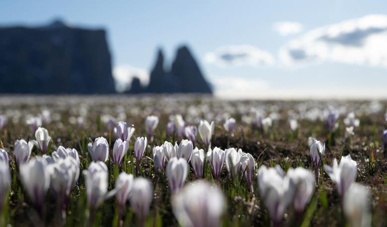 Krokusblüte: Ein leuchtendes Naturschauspiel