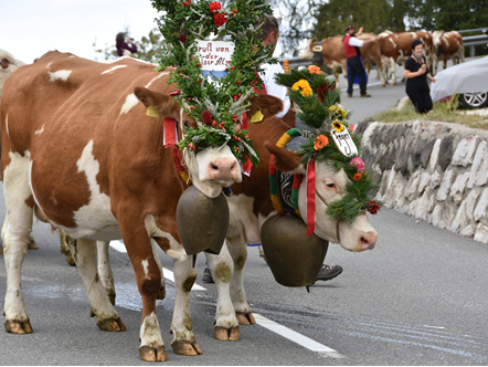 Trasumanza tradizione nell'area vacanze Alpe di Siusi