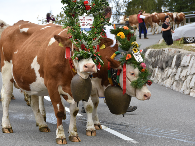 Trasumanza tradizione nell'area vacanze Alpe di Siusi