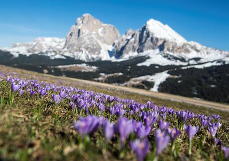 seiser-alm-marketing-werner-dejori