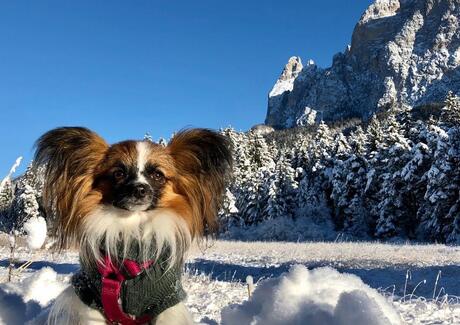 Ein Hund blickt in die Kamera, im Hintergrund die Dolomiten