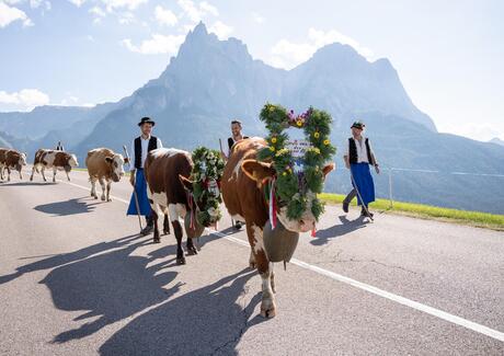 cattle descent from alpine pastures