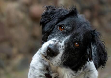 Ein Hund blickt schräg in die Kamera