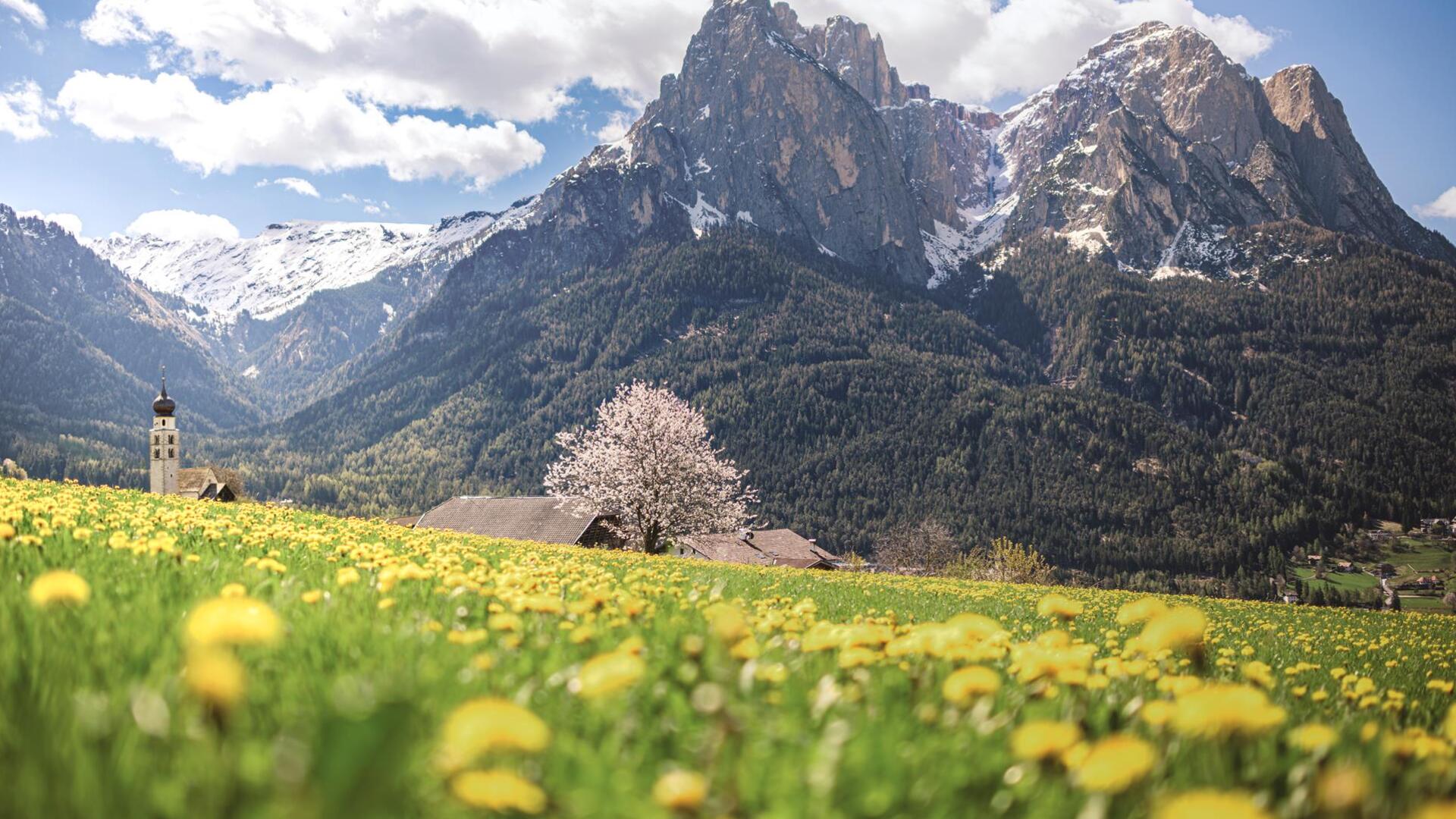 Blühende Blumenwiese und im Hintergrund die Dolomiten