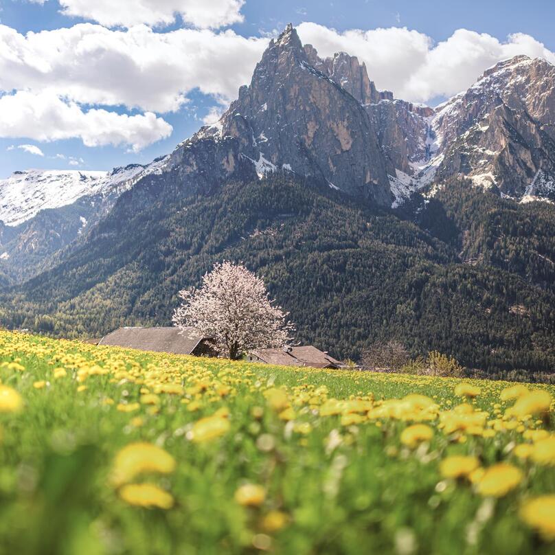 A blooming meadow, with the Dolomites in the background