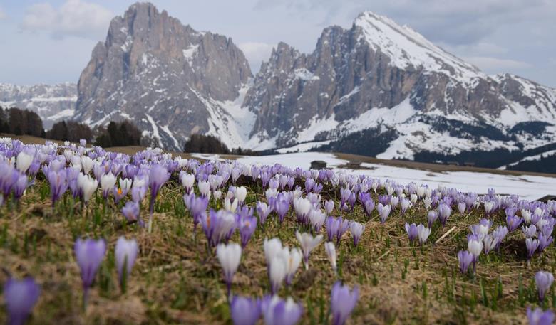 Crochi in fiore sull’Alpe di Siusi