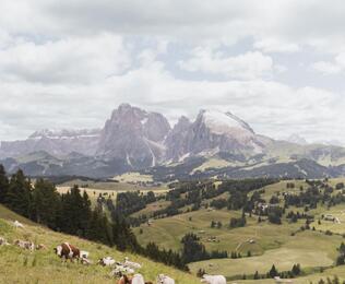 Mehrere Kühe liegen ruhig auf der Weidewiese