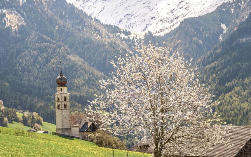 Blühender Apfelbaum auf einer Wiese, im Hintergrund eine Kirche