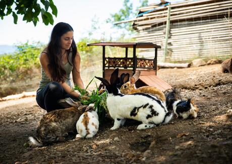 Eine Frau füttert die Hasen mit Gras