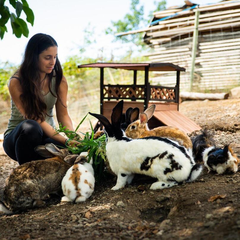 A woman is feeding the rabbits with grass
