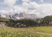 Blooming meadows on the Seiser Alm in summer