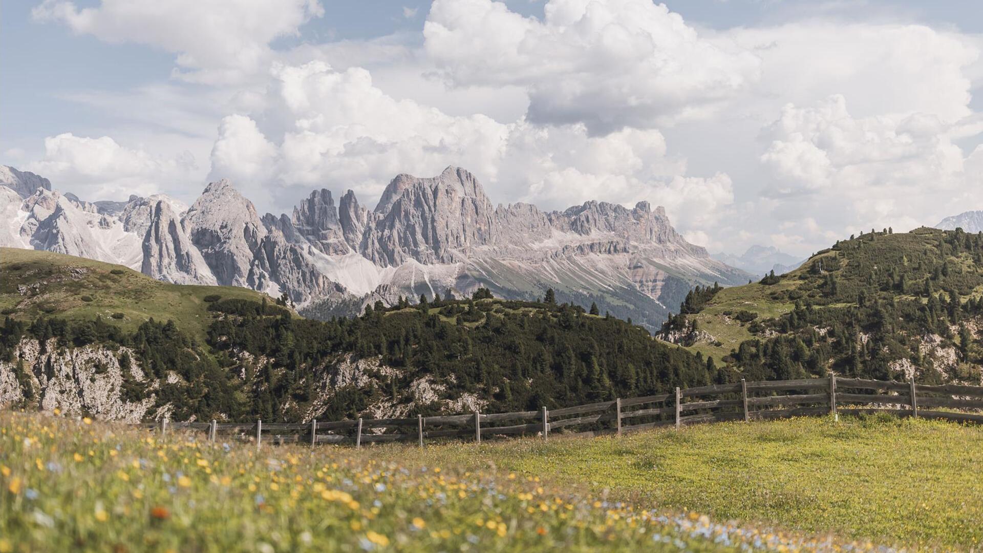 Blooming meadows on the Seiser Alm in summer