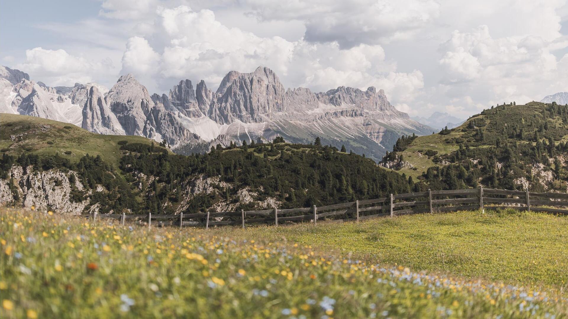 Blooming meadows on the Seiser Alm in summer