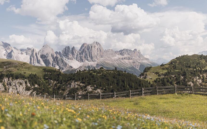 Blühende Wiesen auf der Seiser Alm im Sommer
