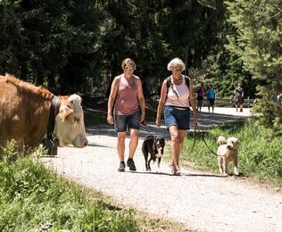 Zwei Frauen mit Hunden beim Spazieren