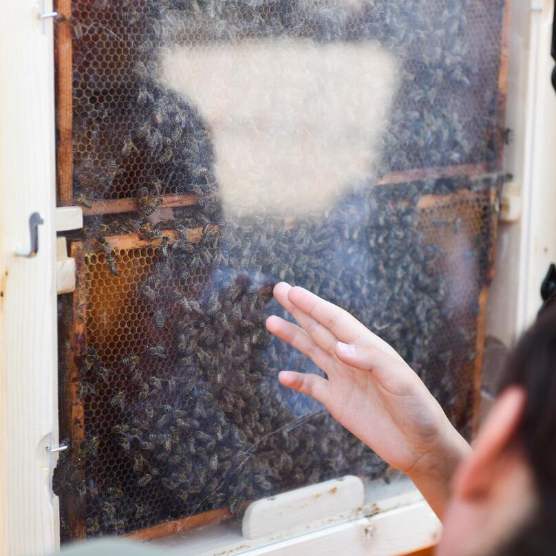 Kinder beobachten die Bienen im Naturparkhaus