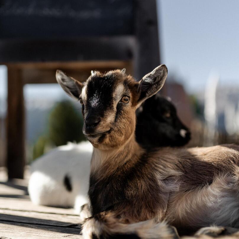 two goats