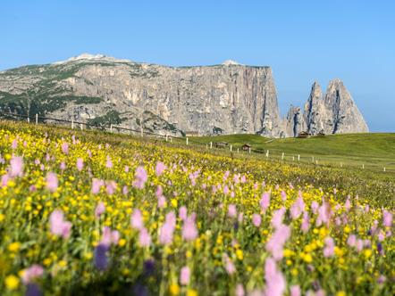 Flower meadow on the Seiser Alm with a view of the Schlern and Santner massifs