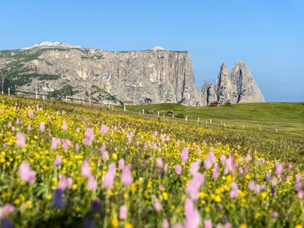 Flower meadow on the Seiser Alm with a view of the Schlern and Santner massifs