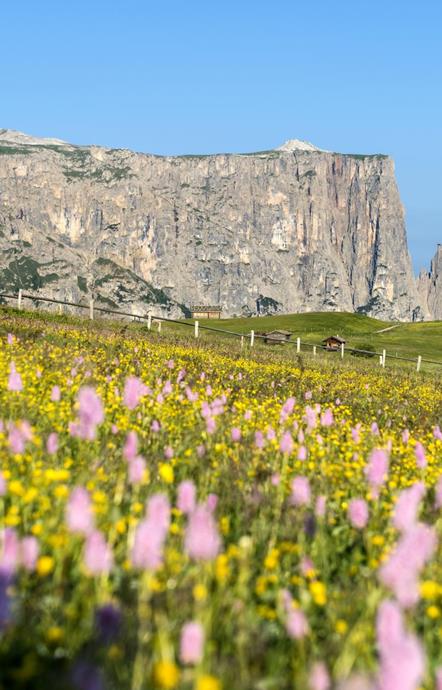 Prato fiorito sull'Alpe di Siusi con vista sui massicci dello Sciliar e del Santner