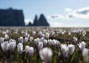 Blühende Krokuswiesen auf der Seiser Alm