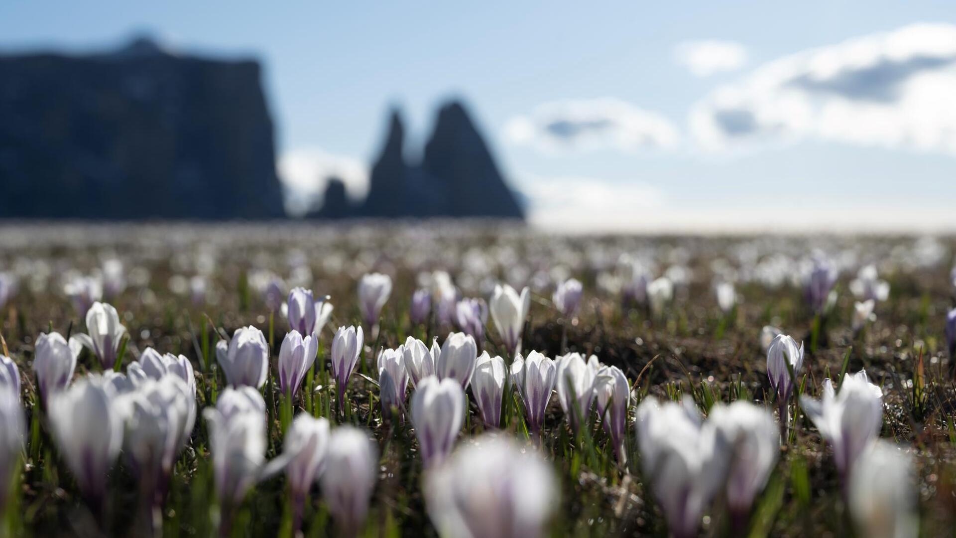 Prati di crochi in fiore sull’Alpe di Siusi