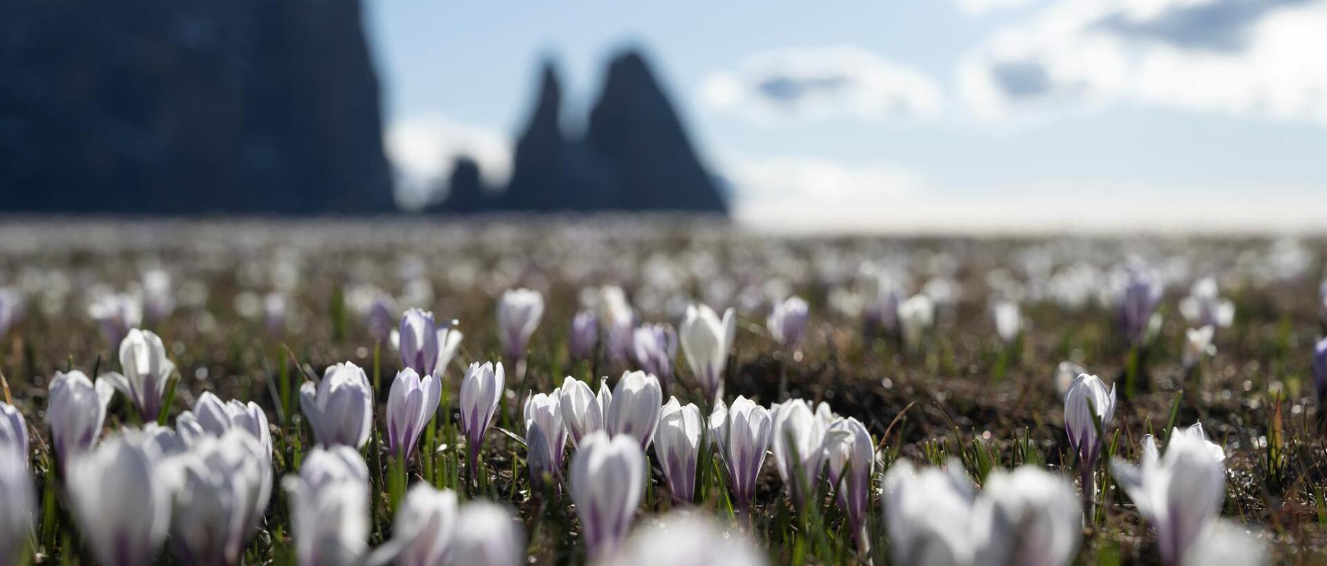 Prati di crochi in fiore sull’Alpe di Siusi