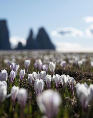 seiser-alm-marketing-helmuth-rier-3