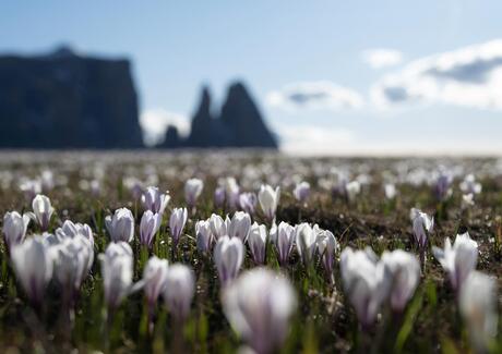 Prati di crochi in fiore sull’Alpe di Siusi