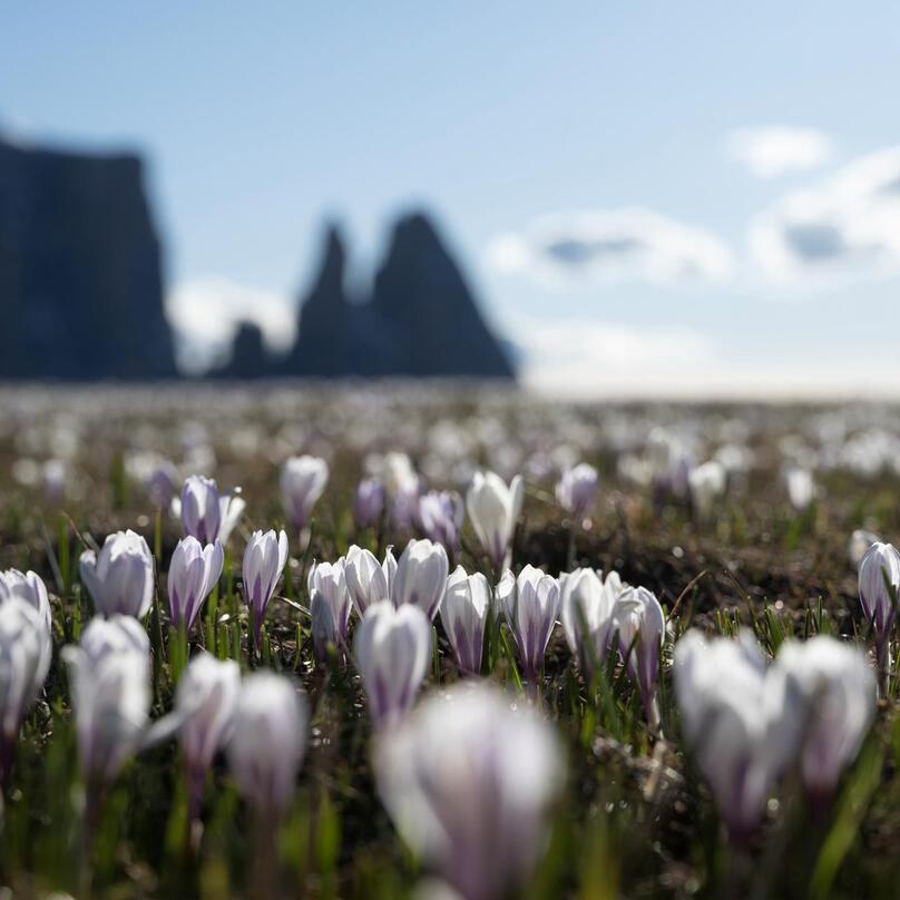 Blooming crocus meadows on the Seiser Alm