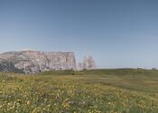 Blooming meadows on the Seiser Alm in summer