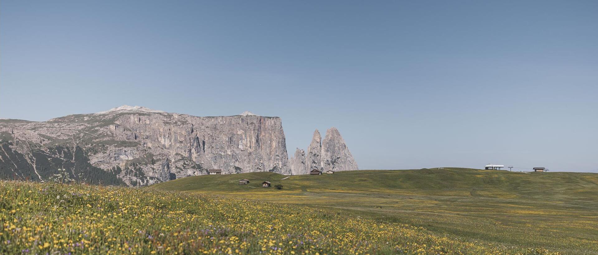Blühende Wiesen auf der Seiser Alm im Sommer