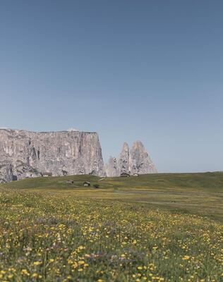 Blooming meadows on the Seiser Alm in summer