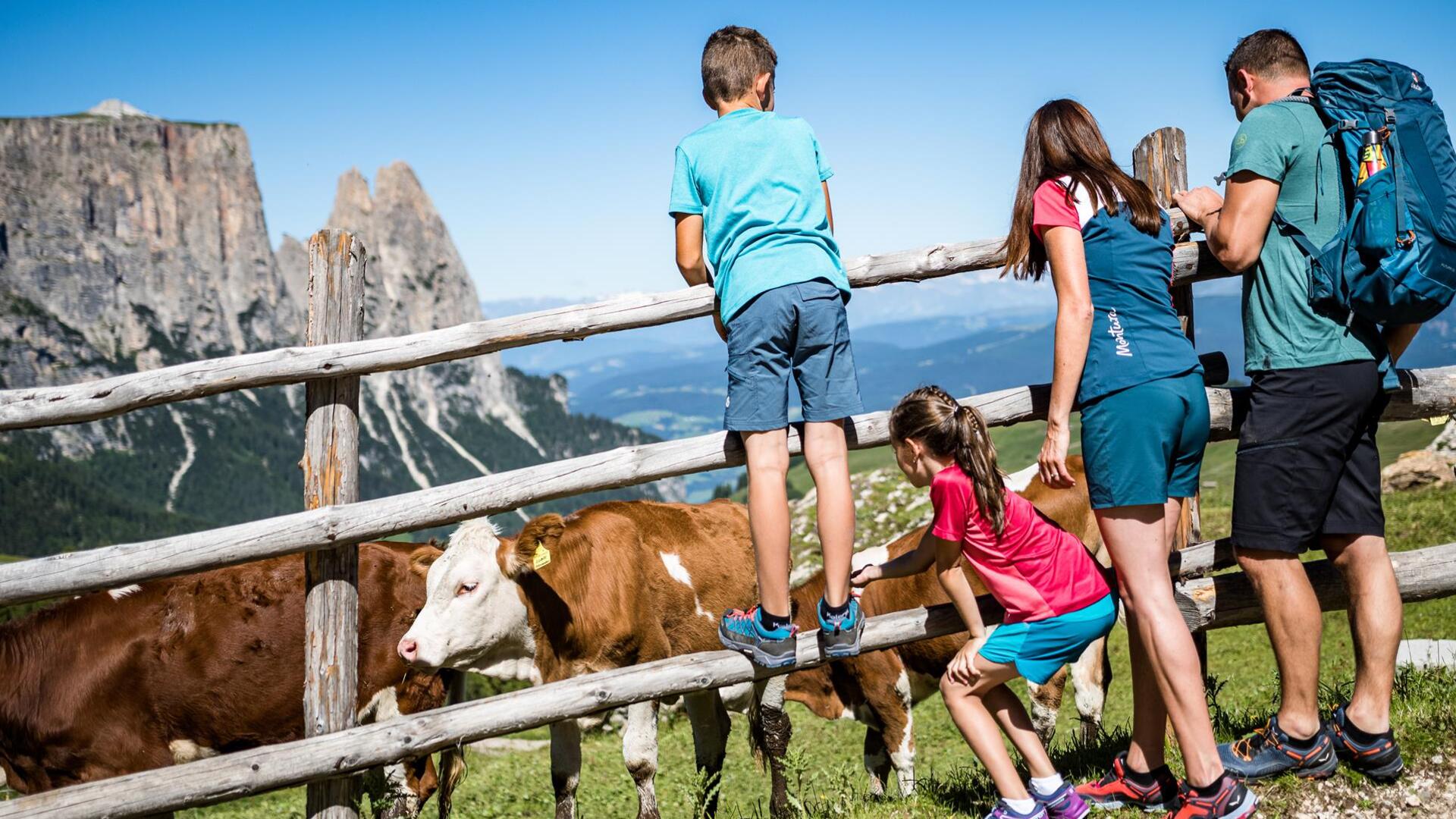 A family with two children pets cows on an alpine pasture