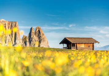 Blooming yellow flower meadow with Schlern in the background