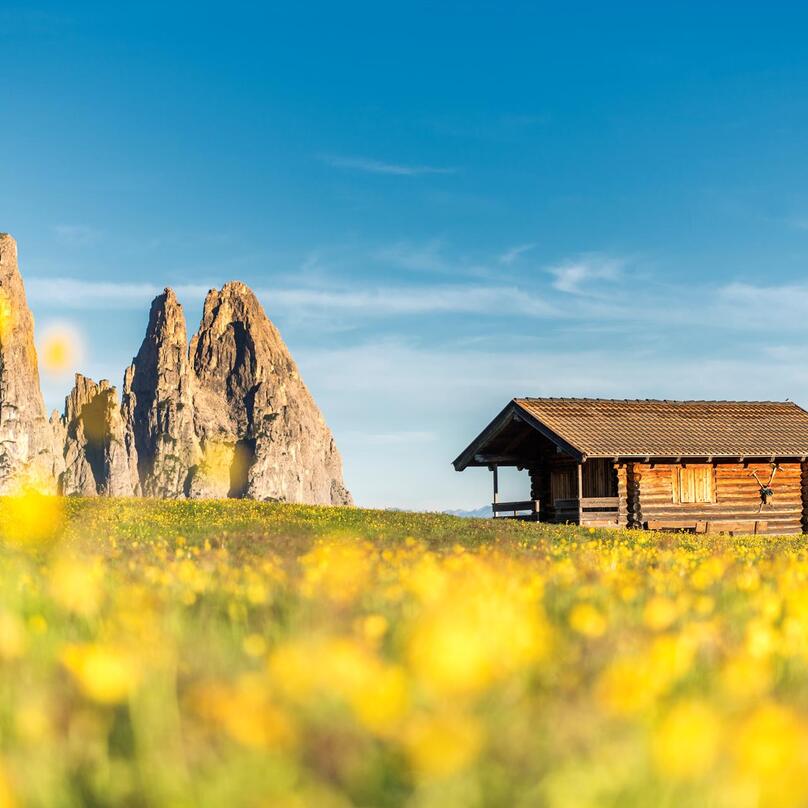 Blooming yellow flower meadow with Schlern in the background