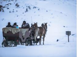 Horse carriage ride Martin Perathoner