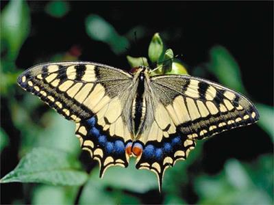 Alla ricerca delle farfalle nel Parco naturale Sciliar-Catinaccio
