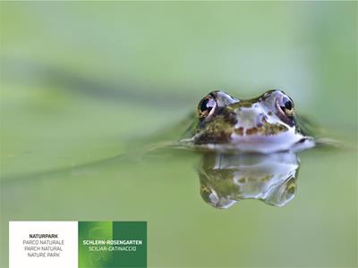 The amphibians of South Tyrol | Special exhibition