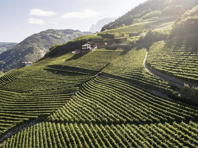 Winery field