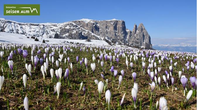 Frühling in der Dolomitenregion Seiser Alm