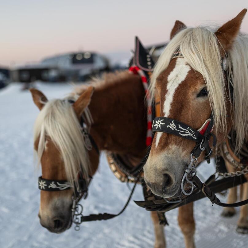 Two Haflinger horses