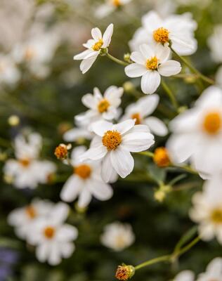 idm-suedtirol-alto-adige-mirko-strozzega-192